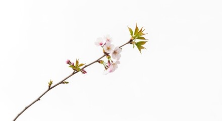 Delicate cherry blossom branch against a clean, white background