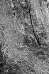 Close up of intricate patterns in the natural bark texture of a weathered tree, black and white old tree lines