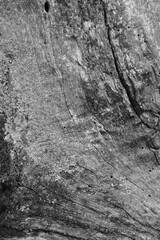 Close up of intricate patterns in the natural bark texture of a weathered tree, black and white old tree lines