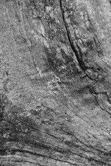 Close up of intricate patterns in the natural bark texture of a weathered tree, black and white old tree lines