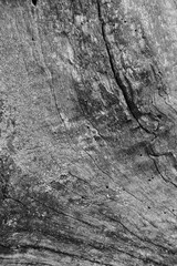 Close up of intricate patterns in the natural bark texture of a weathered tree, black and white old tree lines