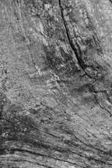 Close up of intricate patterns in the natural bark texture of a weathered tree, black and white old tree lines