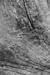 Close up of intricate patterns in the natural bark texture of a weathered tree, black and white old tree lines