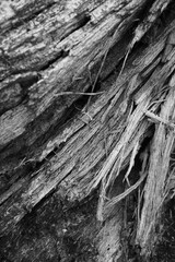 Close up of intricate patterns in the natural bark texture of a weathered tree, black and white old tree lines