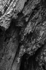 Close up of intricate patterns in the natural bark texture of a weathered tree, black and white old tree lines