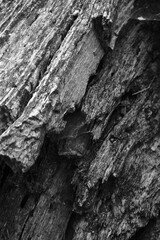 Close up of intricate patterns in the natural bark texture of a weathered tree, black and white old tree lines
