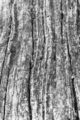 Obraz premium Close up of intricate patterns in the natural bark texture of a weathered tree, black and white old tree lines