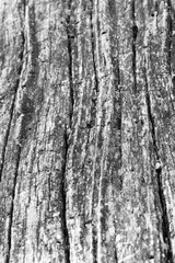 Close up of intricate patterns in the natural bark texture of a weathered tree, black and white old tree lines