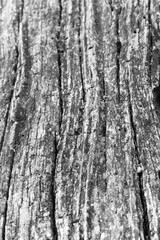 Close up of intricate patterns in the natural bark texture of a weathered tree, black and white old tree lines