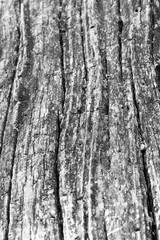 Close up of intricate patterns in the natural bark texture of a weathered tree, black and white old tree lines