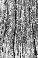 Close up of intricate patterns in the natural bark texture of a weathered tree, black and white old tree lines