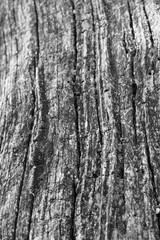 Close up of intricate patterns in the natural bark texture of a weathered tree, black and white old tree lines