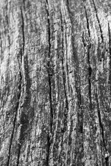 Obraz premium Close up of intricate patterns in the natural bark texture of a weathered tree, black and white old tree lines