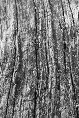Close up of intricate patterns in the natural bark texture of a weathered tree, black and white old tree lines