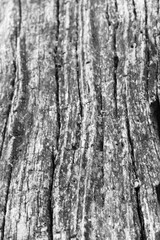 Close up of intricate patterns in the natural bark texture of a weathered tree, black and white old tree lines