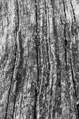 Close up of intricate patterns in the natural bark texture of a weathered tree, black and white old tree lines