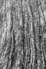 Obraz premium Close up of intricate patterns in the natural bark texture of a weathered tree, black and white old tree lines