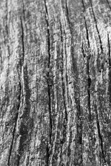 Close up of intricate patterns in the natural bark texture of a weathered tree, black and white old tree lines