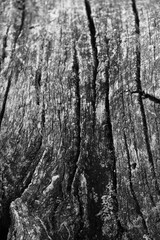 Close up of intricate patterns in the natural bark texture of a weathered tree, black and white old tree lines