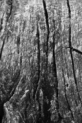 Close up of intricate patterns in the natural bark texture of a weathered tree, black and white old tree lines