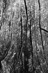 Close up of intricate patterns in the natural bark texture of a weathered tree, black and white old tree lines