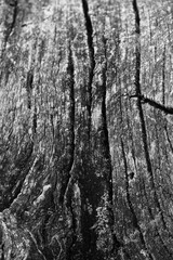 Obraz premium Close up of intricate patterns in the natural bark texture of a weathered tree, black and white old tree lines