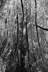 Close up of intricate patterns in the natural bark texture of a weathered tree, black and white old tree lines
