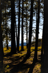 Forest shadows and mountain view at Mount Lemmon, Arizona