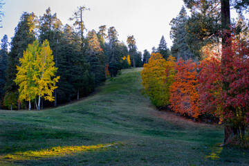 Naklejka premium Autumn forest with colorful trees on a mountain hillside in Arizona