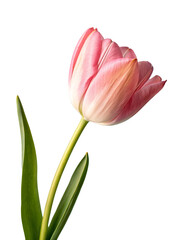 Naklejka premium Pink Tulip, with Green Stem and Leaves, cutout, PNG isolated on transparent background