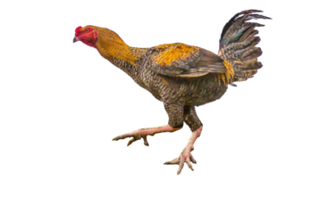 Large free-range giant rooster of the Indian fighting cock breed.