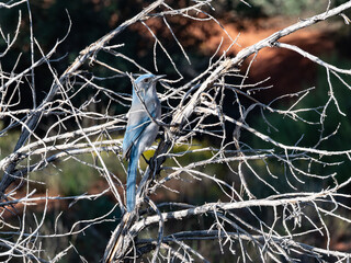 Mexican jay on a branch