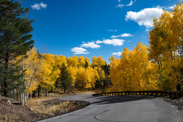 road in autumn