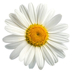 Naklejka premium White Daisy Flower, with Bright Yellow Center and Delicate White Petals, cutout, PNG isolated on transparent background