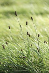 Beautiful autumn park. Autumn tree with yellow and green leaves