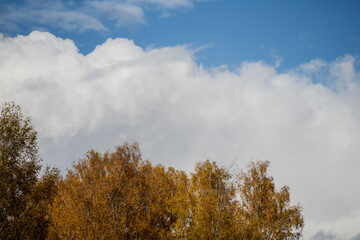 Autumn birch trees with golden foliage under cloudy blue sky showing seasonal change, natural color contrast and atmospheric landscape composition for environmental design themes