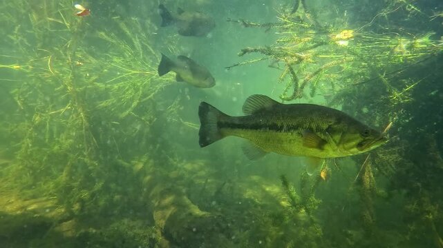 A largemouth bass &ndash; Micropterus salmoides &ndash; glides slowly beneath aquatic vegetation, while another remains still in the background. Calm spawning behavior.