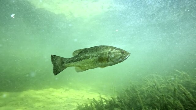 A male largemouth bass &ndash; Micropterus salmoides &ndash; hovers beneath aquatic plants during spawning, facing the camera, while a female stays still in the background.