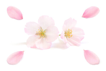 桜 花びら ピンク 春 白 背景