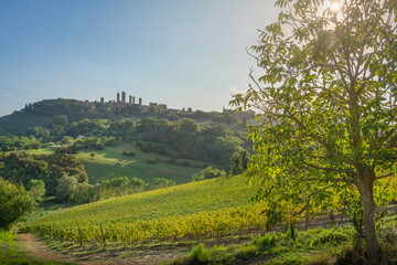 Obraz premium Vineyard and Tree view and San Gimignano Towers in background, Tuscany