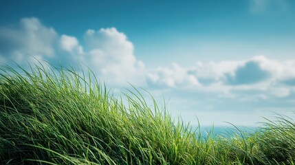 Fototapeta premium Lush Green Grass Reaching Towards a Vibrant Sky with Soft Clouds Above in a Calm and Serene Landscape of Nature's Wonder and Tranquility