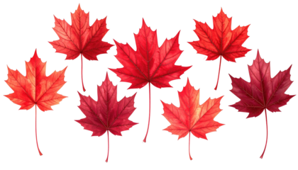Seven red maple leaves with varying shades, digitally rendered on a stark black background