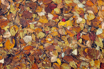 水に落ちた紅葉 