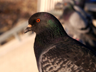 CA Vta Pigeon Profile 1 2025