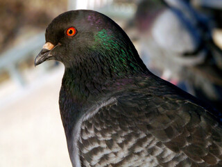CA Vta Pigeon Profile 2 2025