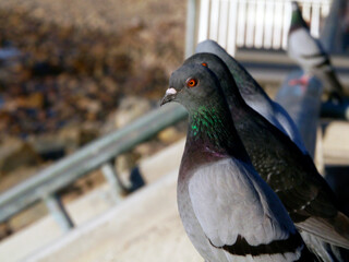 CA Vta Pigeon Railing 2025