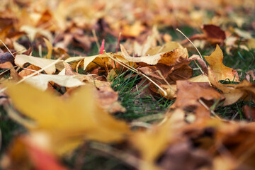 A macro shot of dry autumn leaves on a green grass lawn The Beautiful Contrast of Seasons