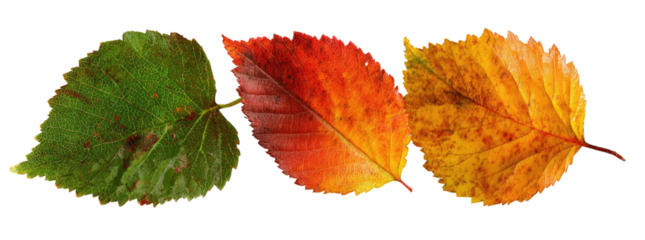 Three autumn leaves transition through green, red, and yellow hues, isolated on black