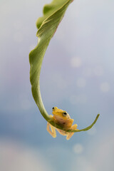 Golden dwarf tree frog (philautus vittiger) on green leaf with bokeh background