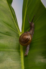 Cute snail walking on a green leaf.